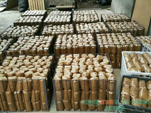 茯苓菌種 茯苓菌種